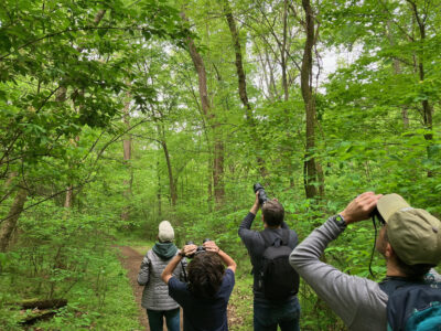 Four people in the woods looking at distant birds through binoculars and cameras