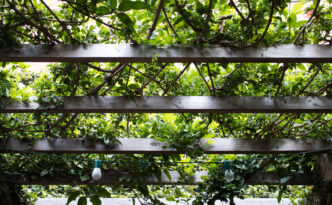 The image shows a wooden pergola covered in lush green foliage. Thick vines and leafy branches weave through the horizontal wooden beams, creating a natural canopy. A few string lights with bulb-shaped covers hang beneath the pergola, adding a decorative and functional element to the structure. The bright greenery contrasts with the natural wood tones, creating a serene and inviting outdoor setting. Sunlight filters through the leaves, casting dappled light and shadows.